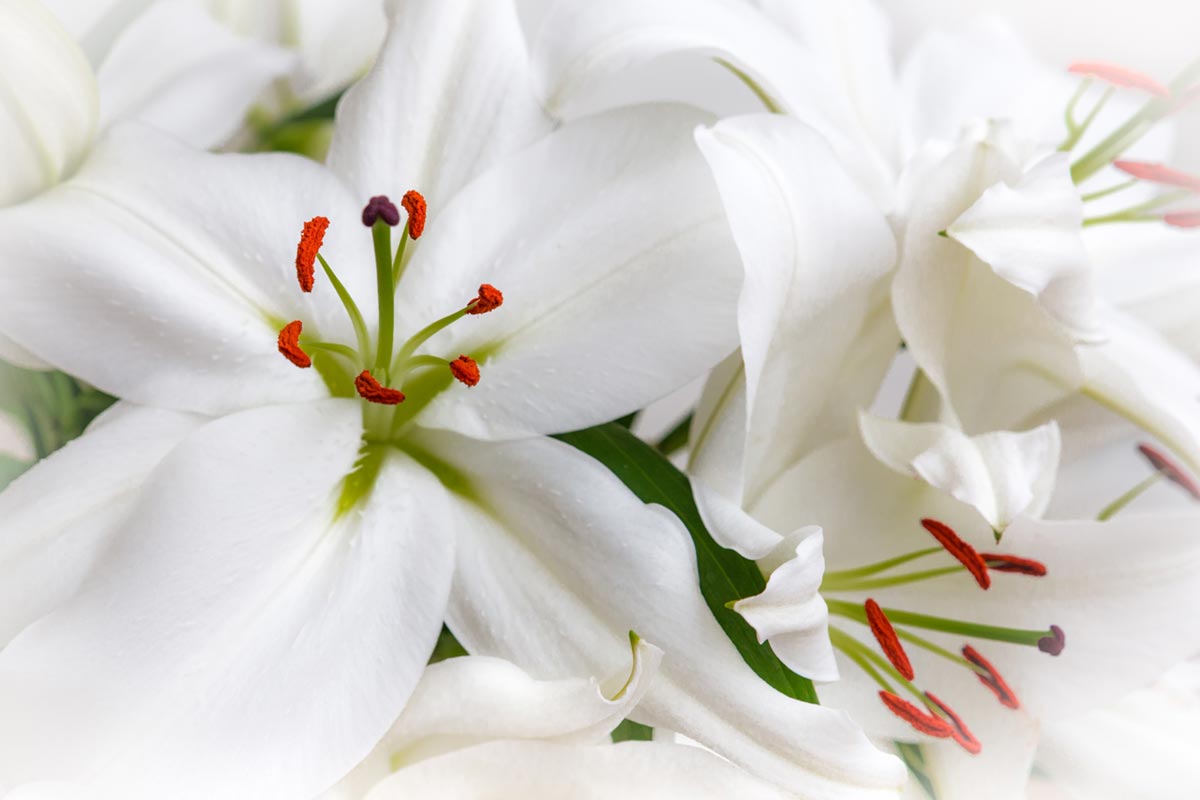 Picture of white lilies